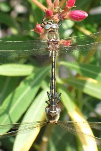 Oxygastra curtisii