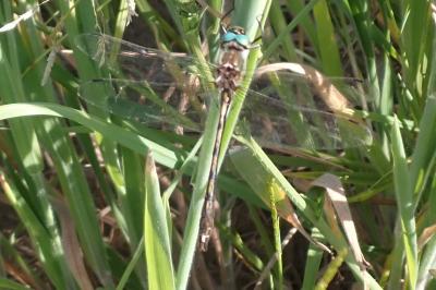 Oxygastra curtisii