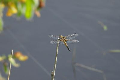 Libellula quadrimaculata