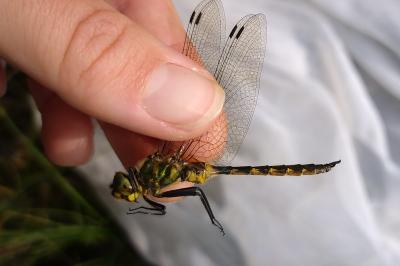 Somatochlora flavomaculata