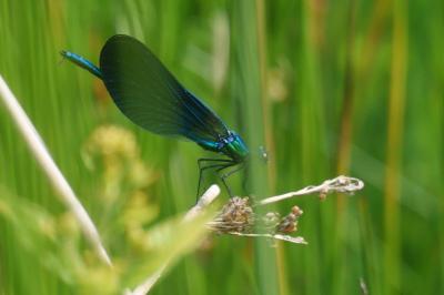 Calopteryx virgo meridionalis