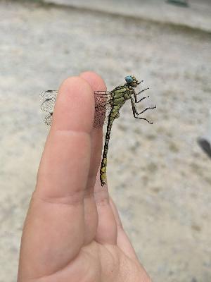 Gomphus simillimus