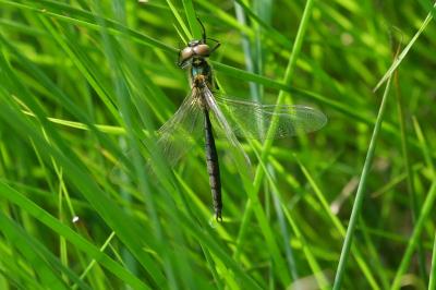 Somatochlora arctica