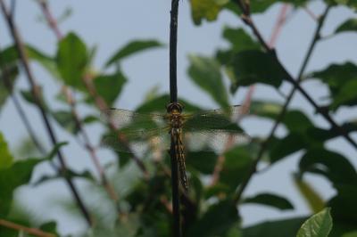 Somatochlora flavomaculata
