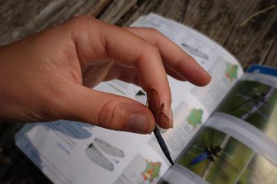 Orthetrum coerulescens coerulescens