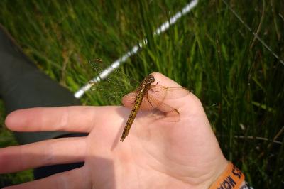 Orthetrum sp