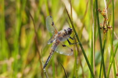 Libellula quadrimaculata