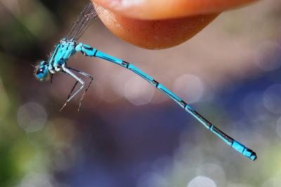 Coenagrion puella