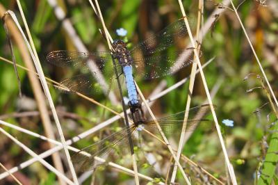 Orthetrum coerulescens