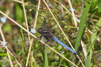Orthetrum coerulescens