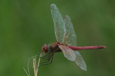 Sympetrum fonscolombii