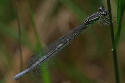 Coenagrion puella