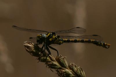 Onychogomphus uncatus