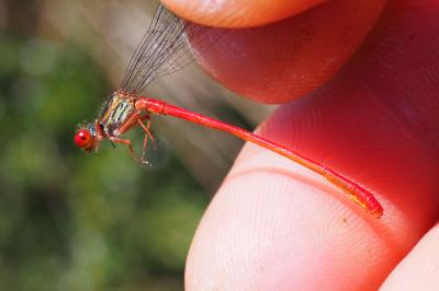 Ceriagrion tenellum