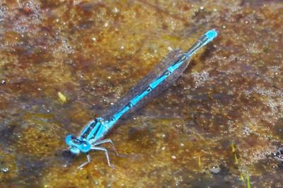 Erythromma lindenii