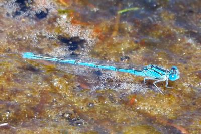 Erythromma lindenii