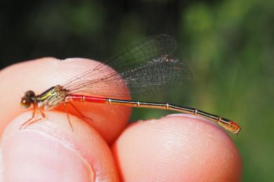 Ceriagrion tenellum