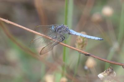 Orthetrum coerulescens