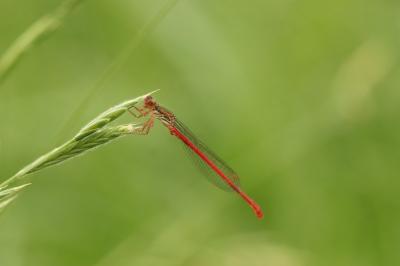 Ceriagrion tenellum