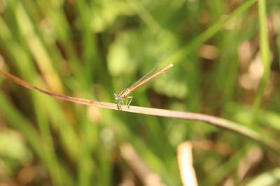 Platycnemis acutipennis
