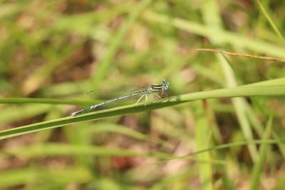 Platycnemis pennipes