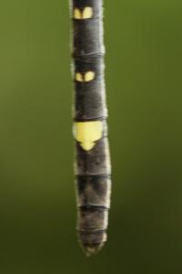 Macromia splendens