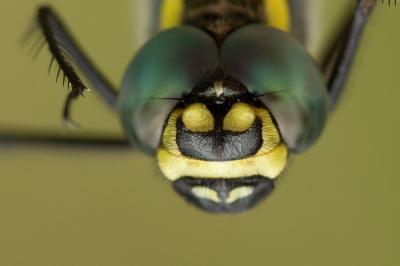 Macromia splendens