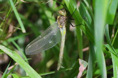 Somatochlora metallica