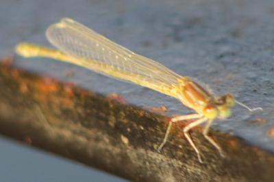 Chalcolestes viridis