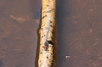 Erythromma viridulum