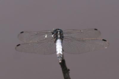 Orthetrum albistylum