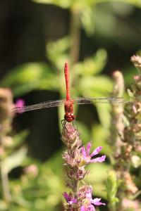 Sympetrum sanguineum