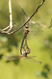 Oxygastra curtisii