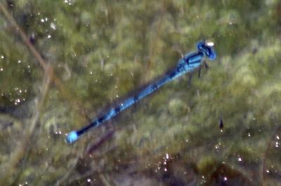 Erythromma lindenii