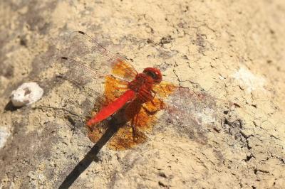 Trithemis kirbyi