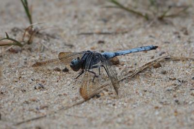 Orthetrum coerulescens