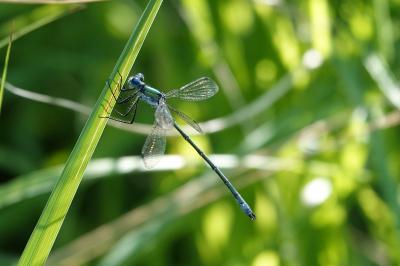 Lestes dryas