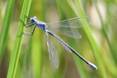 Lestes macrostigma
