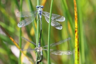 Lestes dryas
