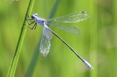 Lestes macrostigma
