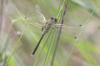 Leucorrhinia albifrons
