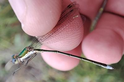 Lestes virens vestalis