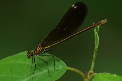Calopteryx virgo meridionalis