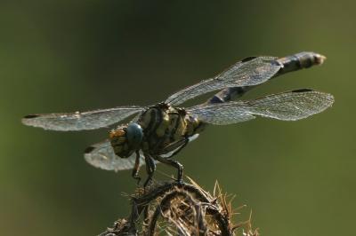 Onychogomphus uncatus