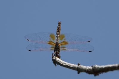 Trithemis kirbyi