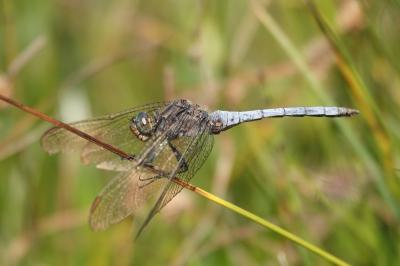 Orthetrum coerulescens