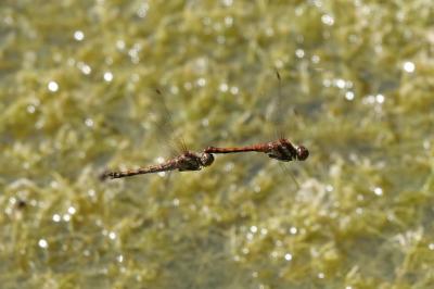 Sympetrum striolatum
