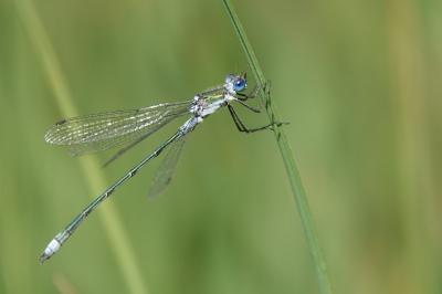 Lestes sponsa