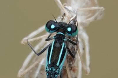 Ischnura elegans