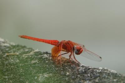 Trithemis kirbyi